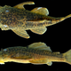 One of the new species of catfish (Ancistrus kellerae), named for Connie Keller, a supporter of conservation science and the former chair of the Field Museum’s Board of Trustees.